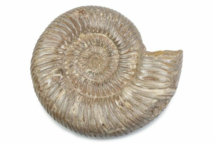 Polished Jurassic Ammonite (Perisphinctes) - Madagascar #378955